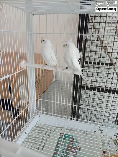جوز باجري جميل جدا جدا 2