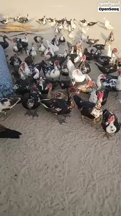 للبيع بط مصرى مسكوفي 3