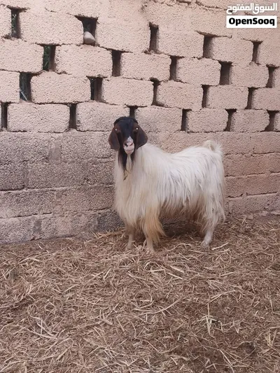 تيس عماني للبيع 3