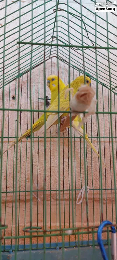 عصفير للبيع. 2
