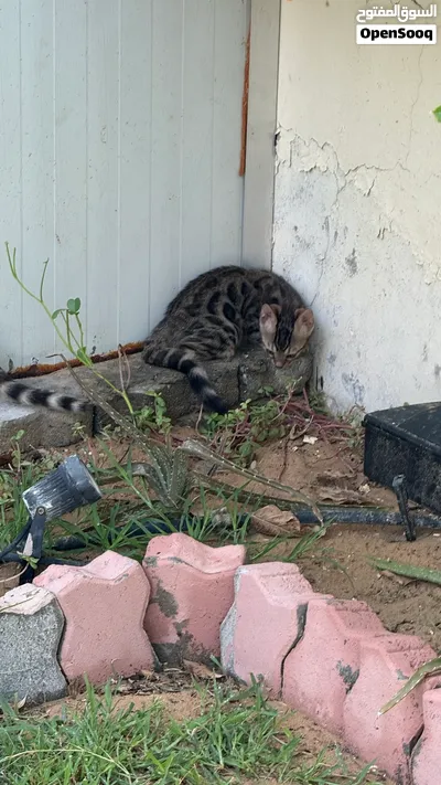 Brown and silver kittens Available 3