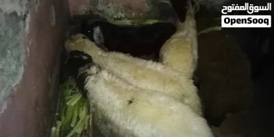 غنم برقي وغنم بلدي 4
