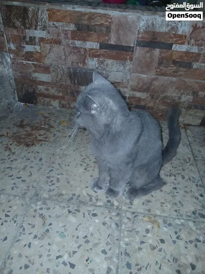 قط أليف للبيع 3