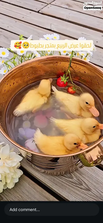 بطه عمرها 9 ايام 2