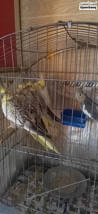 كوكتيل شباب عمر 10 شهور 2
