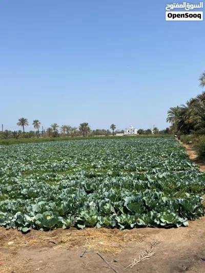 ارض زراعيه + بيت العمر جديد السعر مليونين ونص قابل للتفاوض للجاد بحدود المعقول 2