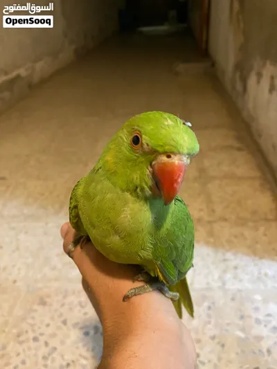ببغاء دره هندي عمر 5 اسعر أليف ميه ب ميه بيع دون قفص او مع قفص 4