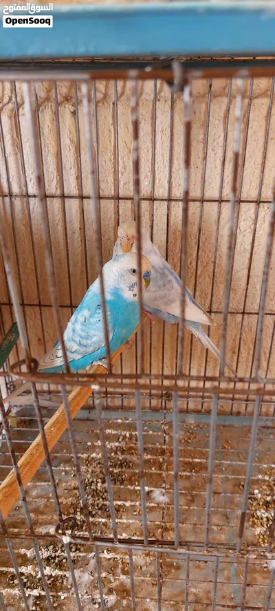 عصفير للبيع. 3