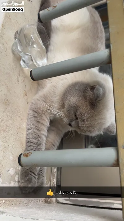 سكوتش فولد كولور بوينت (Scottish Fold Colorpoint) 2
