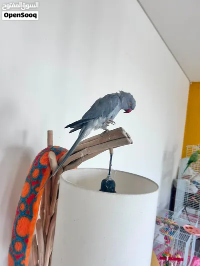 Bird Healthy & Well Cared For 2