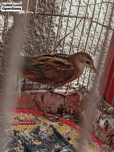 طائر المرعة الصغيرة crake المهاجر 3