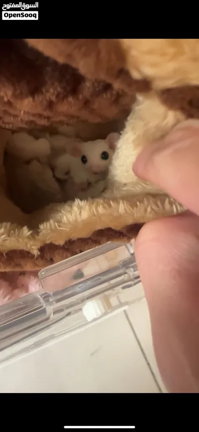 Sugar Glider Male &Female 4