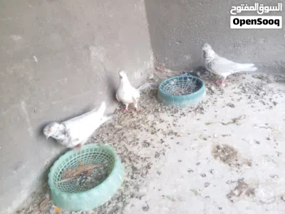 مجموعة حمام للبيع 2