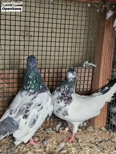 pigeons Pakistani 4
