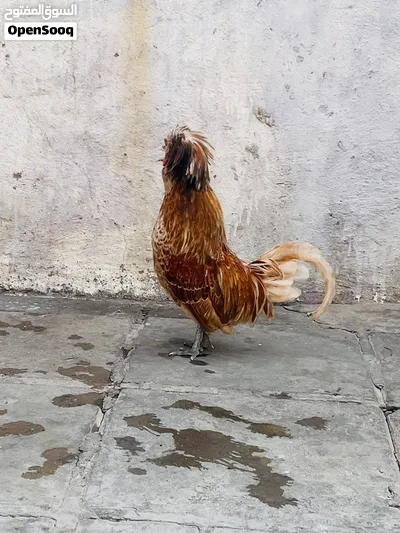 ديج بولوني احمر للبيع 2