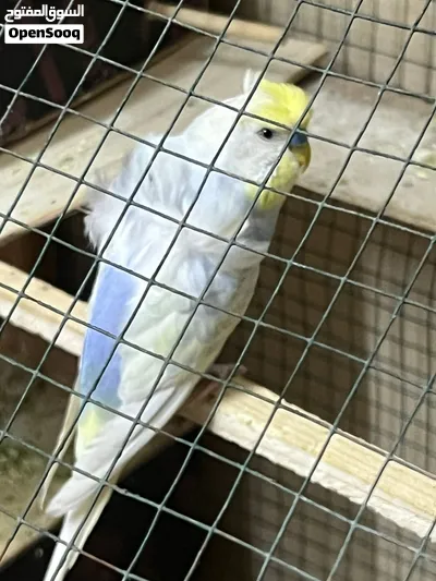 هاجرمو انثى وذكر لبيع فول 2