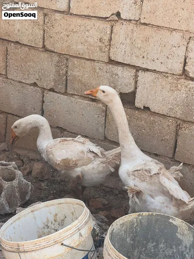وز عملاق مشكل ألوان 4