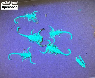 كشاف UV كاشف عقارب و العملات النقود كشف المزوره و الاحجار الكريمه ضوء اضائه فوق بنفسحيه لوكس كشافات 3