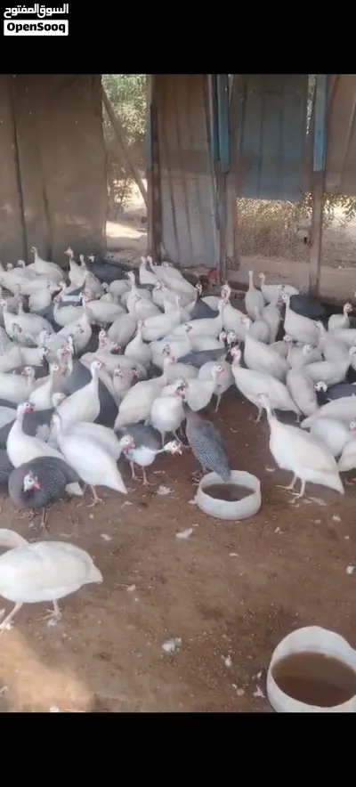 مزرعه جميع انواع الطيور 2