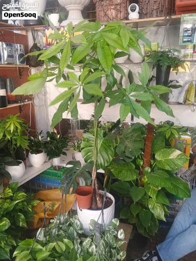 نباتات داخليه وخارجيه 4