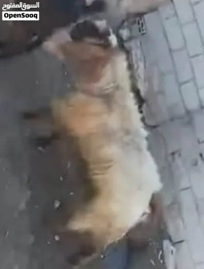 تيس فحل ثني كفالة هداد مكفول على ردد موجود في اربد ملكا 3