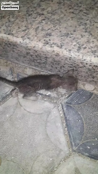 3 قطط صغيره للتبني 3