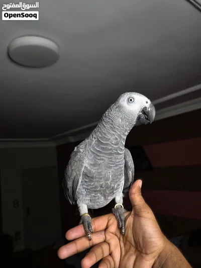 كاسكو زنجباري رمادي الافريقي 3