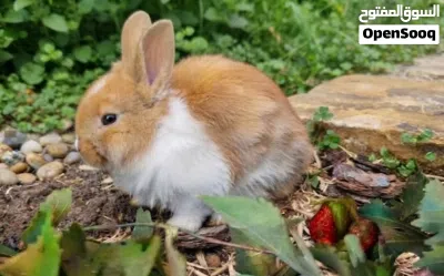 ارنب LionHead (راس الأسد) أنثى عمر سنة وشهرين بحالة ممتازة 2