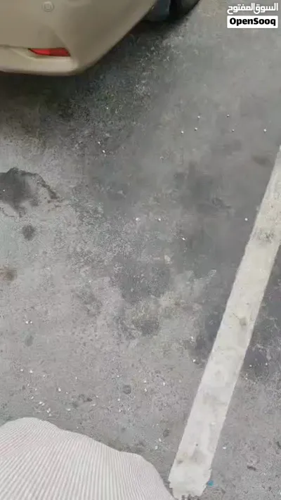 فرخ كوكتيل ايزايبل هدد داخلي وخارجي نهاية غر 2