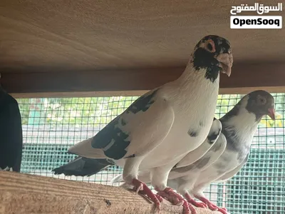 Pigeons of many varieties above 100 pcs 2