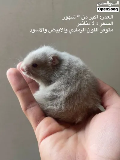 هامسترات جميع الالوان والاشكال بدينار واحد فقط 4
