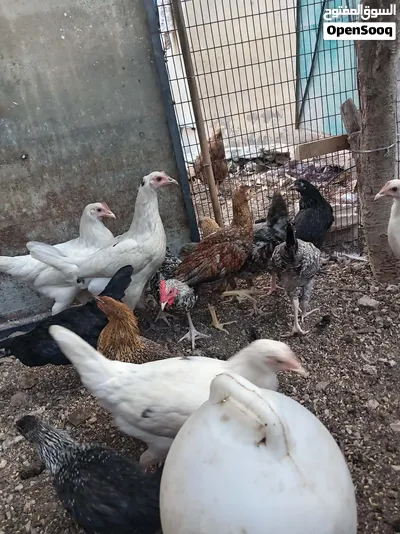 دجاج بلدي بياض 3