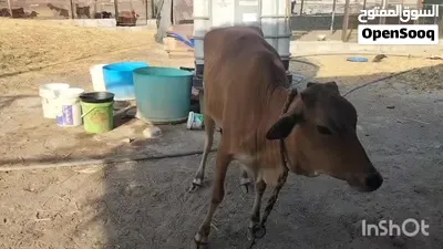 للبيع عجله محليه ما والده فل سمنه 3