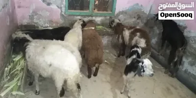 غنم برقي وغنم بلدي 2