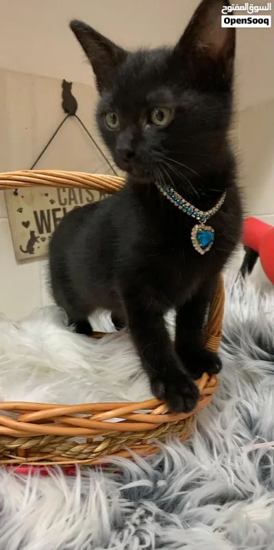 Rare Beauty Kitten 2