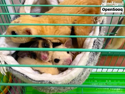 Sugar Glider Male &Female 2