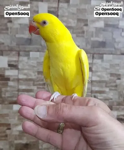 درة أصفر حجل بلدي العمر 6 أشهر 4