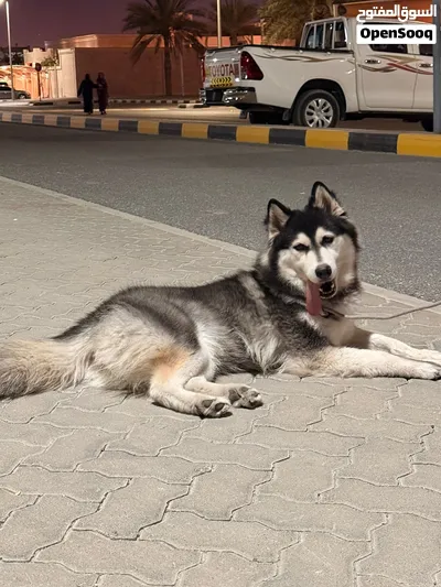 Alaskan husky 2