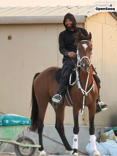 خيل عربي خصي بدون جواز العمر 8 سنوات 2