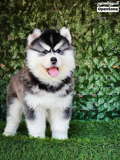 A PURE STANDARD HUSKY PUPPY IS READY FOR A NEW HOME 2