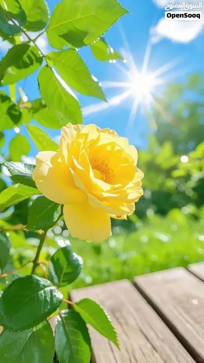 شاشه 50جي جارد LED بحاله الوكاله بسعر مغري 2