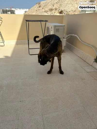 Dutch shepherd for mating/breeding راعي هولندي للتزاوج والتكاثر 2