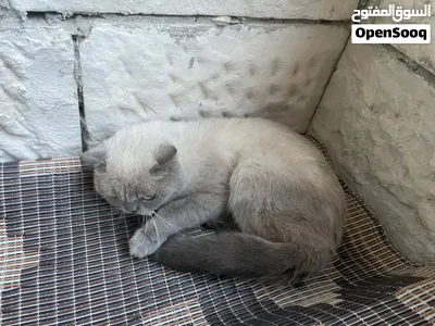 سكوتش فولد كولور بوينت (Scottish Fold Colorpoint) 3