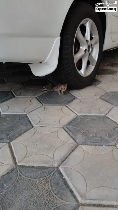3 قطط صغيره للتبني 2