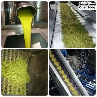 زيت زيتون بلدي 4