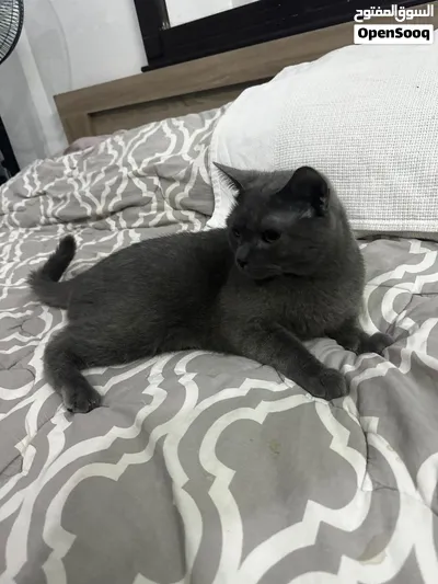Russian Blue hypoallergenic male riyadh 2
