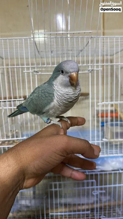 طير كويكر اليف 2