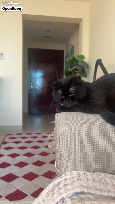 Female cat for free adoption 2