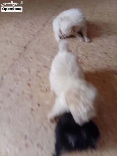 جراوي جريفون بيور للبيع 3