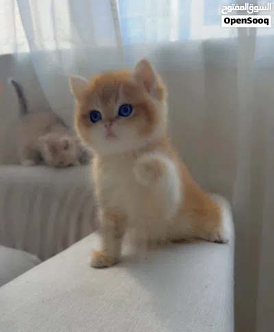 Purebred British Shorthair Kitten Blue Golden Ay12 ( rare color) 3